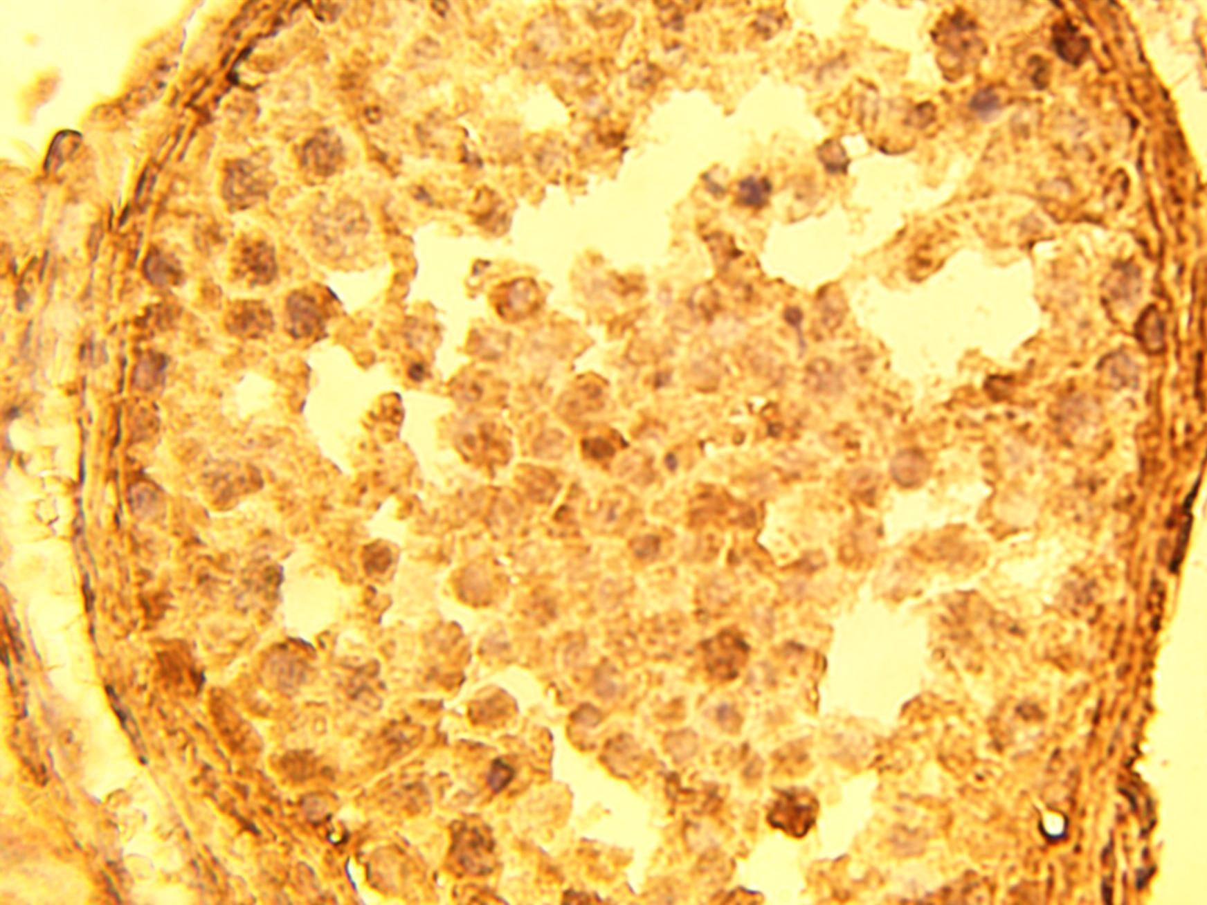 Immunohistochemical staining of normal human testis tissue sections using GAPDH antibody (Cat. No. X2722P) at 15 µg/ml.